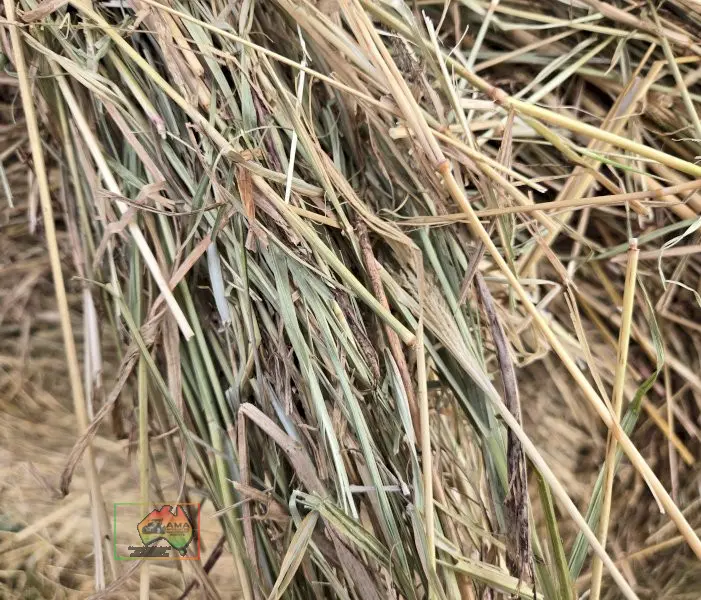 4x4 Rolls of Quality Oaten Hay - photo 4