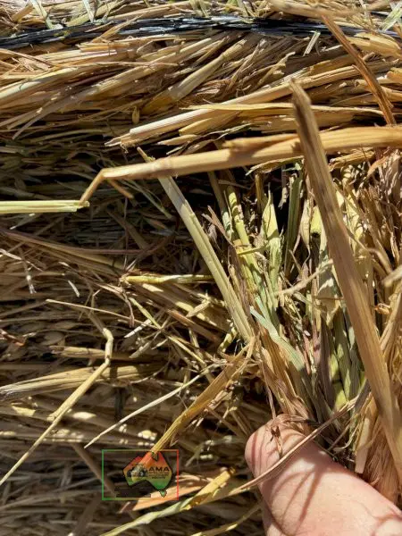 20 Rolls of 5x4 Oaten Hay ($/Bale) - photo 2