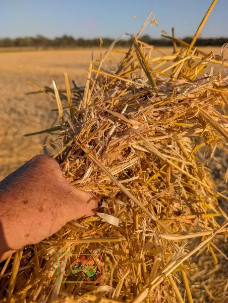 B-Double of 8x4x3 HDP Oaten Straw (Header Tailings) - photo 2