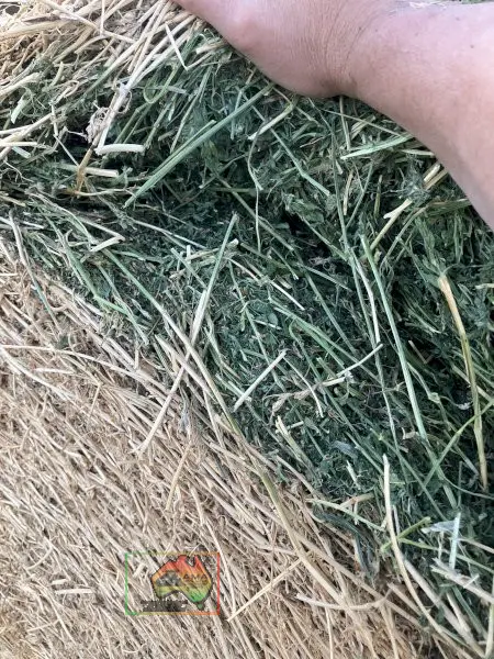5x4 Rolls of Pure Lucerne Hay ($/Roll) - photo 2