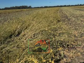 61 Bales of 8x4x3 Canola Hay ($/Bale) - photo 2