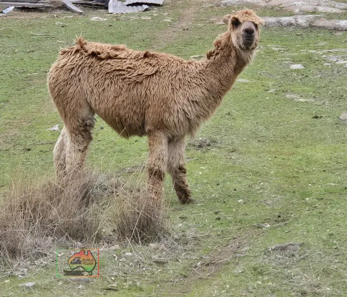 Choice of 4 Alpaca Wethers - photo 3