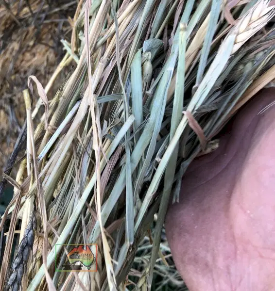 50 Rolls of 5x4 Wheaten Hay ($/roll) - photo 3