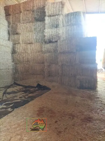42 Bales of 8x4x3 Barley Hay ($/Bale) - photo 1