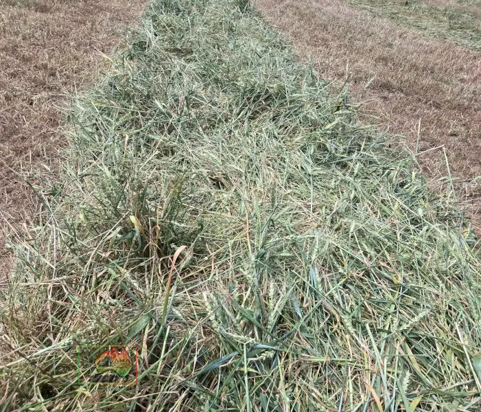 Rolls of Rye & Red Wheat Hay ($/Roll) - photo 4