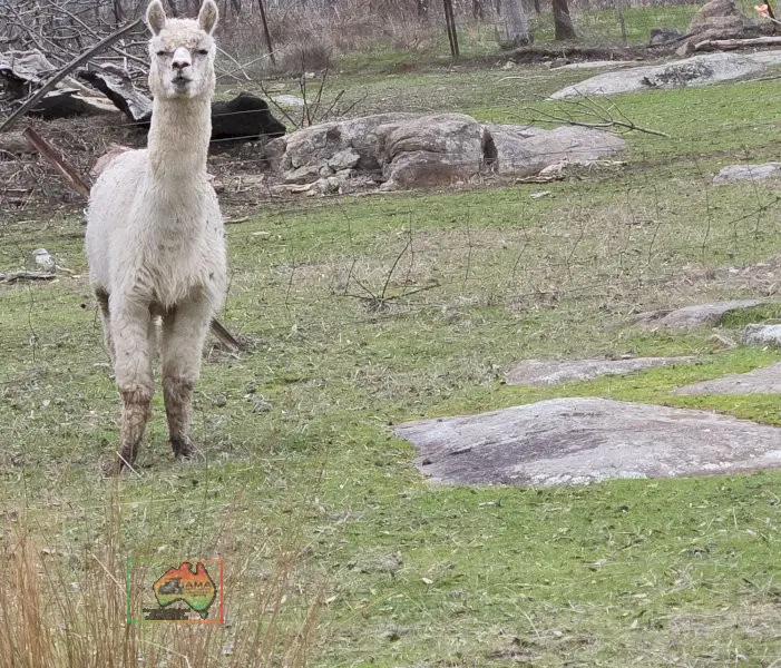 Choice of 4 Alpaca Wethers - photo 4