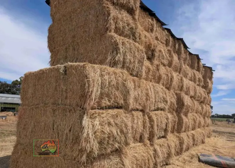 8x4x3 Bales of Quality Wheaten Hay. - photo 3