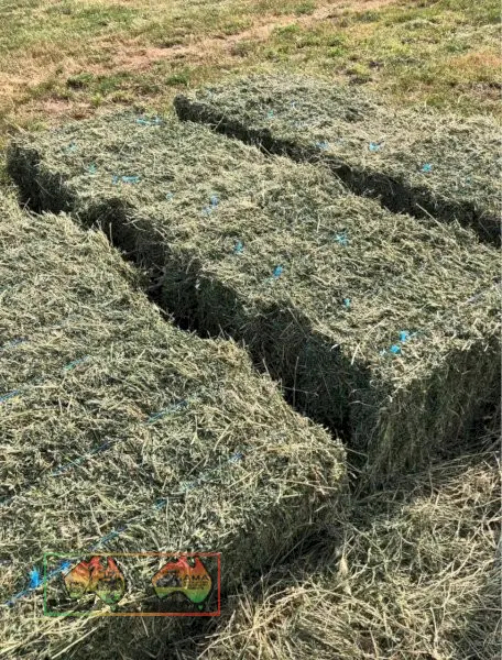 600 Small Squares Lucerne Hay Available for pickup and delivery - photo 3