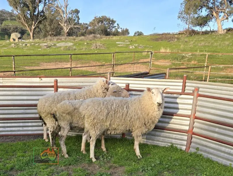 Choice of 2 Stud Bred Border Leicester Rams - photo 1