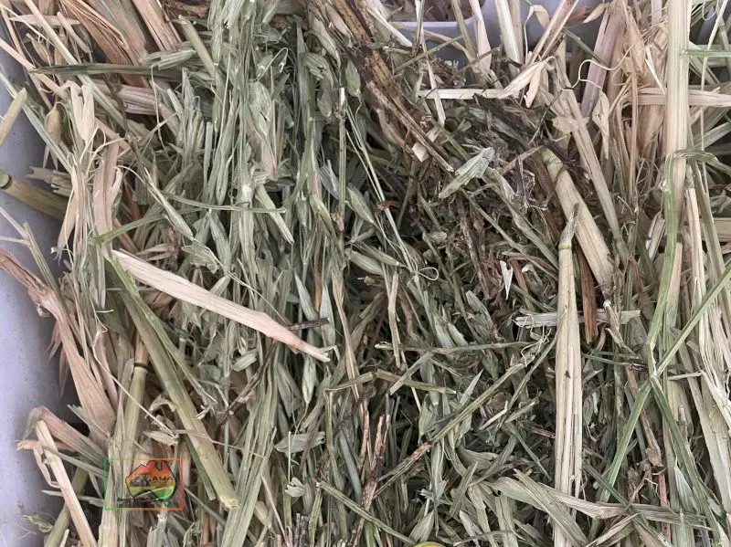 42 Bales of 8x4x3Oaten/Lucerne Hay ($/bale) - photo 3