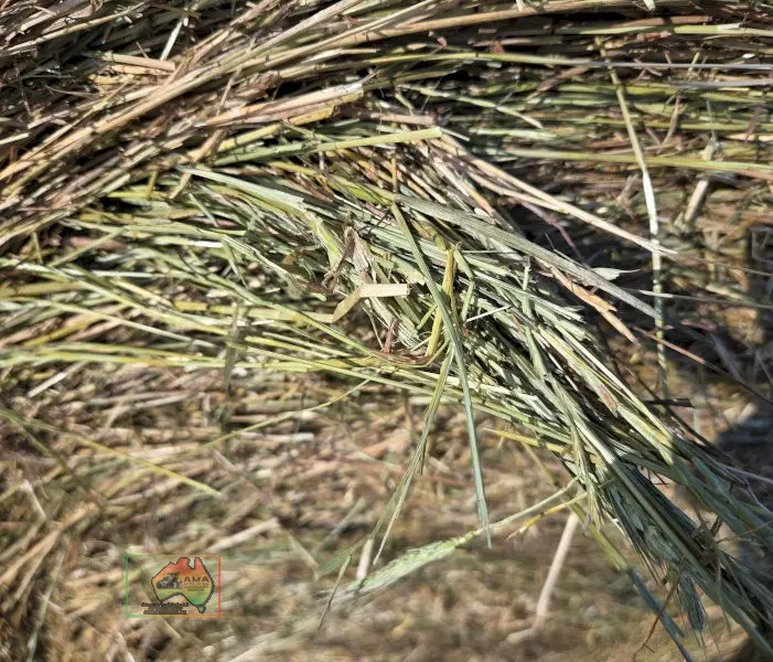 Rolls of 4x4 Pasture Hay ($/Roll) - photo 3