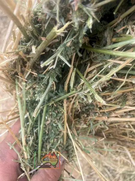 Rolls of Pure Lucerne Hay ($/Bale) - photo 4