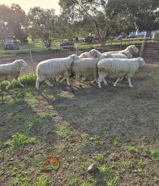 Choice of 10 Stud Bred White Suffolk Rams - photo 3