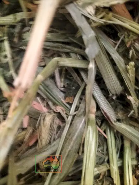 42 Bales of 8x4x3 Barley Hay ($/Bale) - photo 3