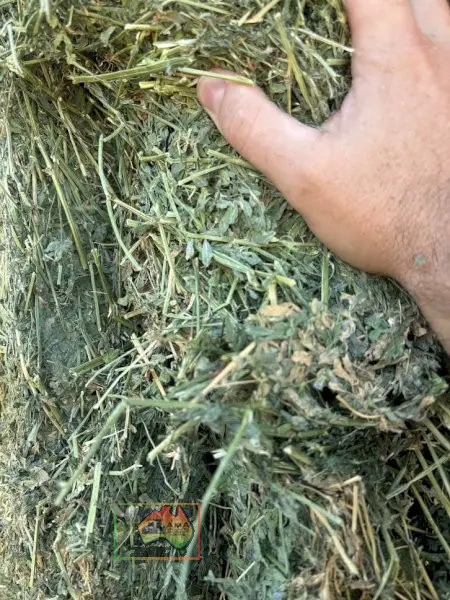 41x Big Squares Premium Lucerne - photo 2