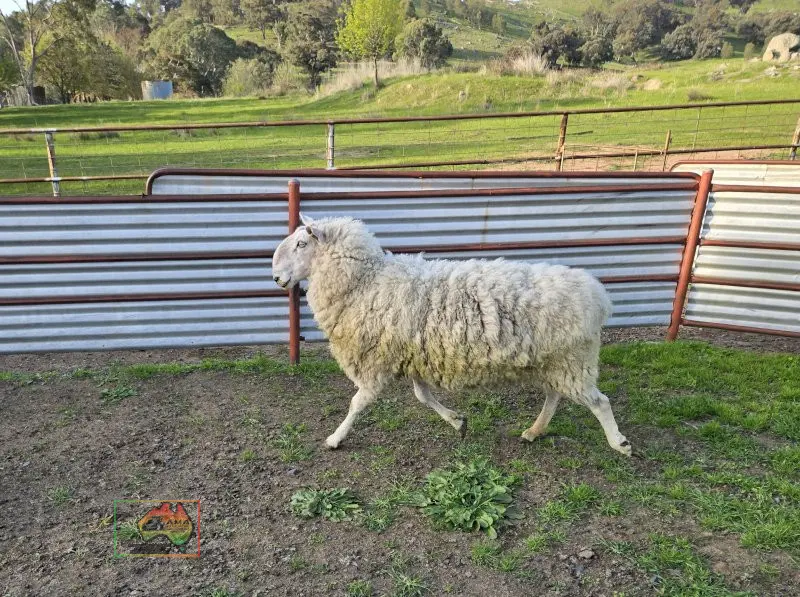 Choice of 2 Stud Bred Border Leicester Rams - photo 3