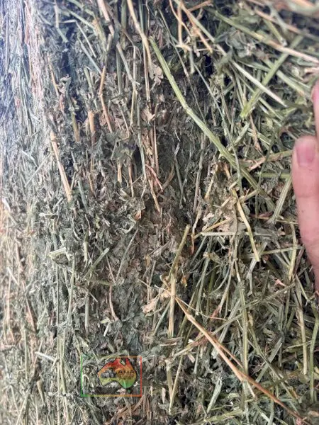 41x Big Squares Premium Lucerne - photo 3