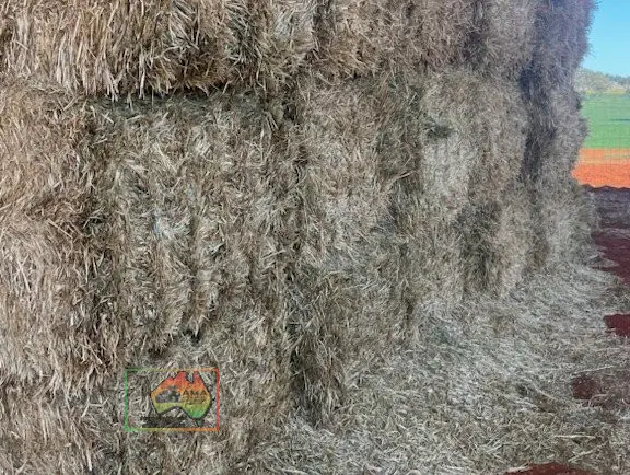 41x Big Squares Quality Pasture Hay - photo 2