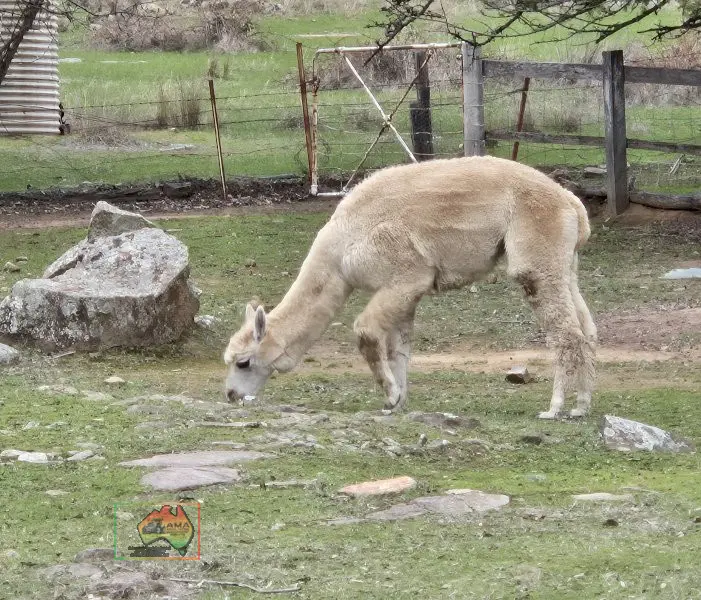 Choice of 4 Alpaca Wethers - photo 2