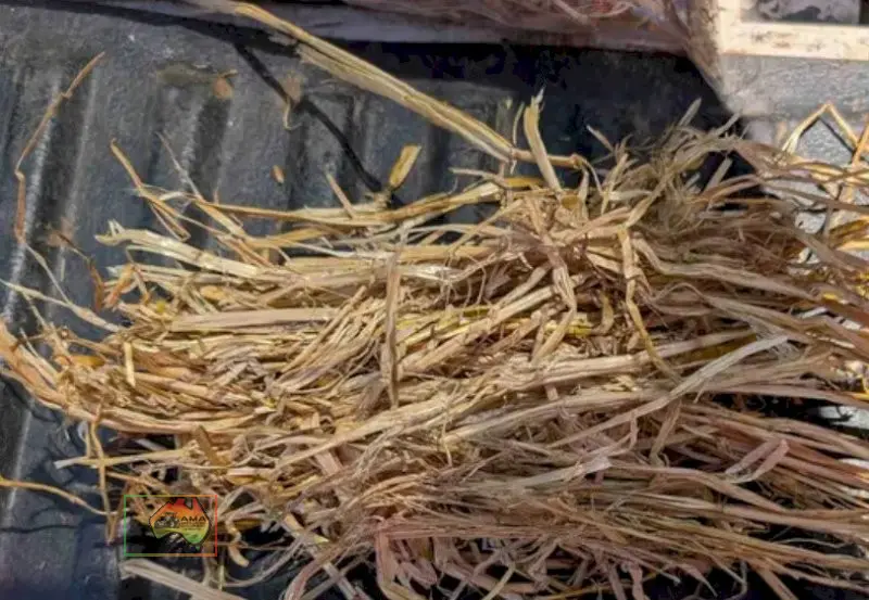 B-Double of 8x4x3 HDP Oaten Straw (Header Tailings) - photo 3