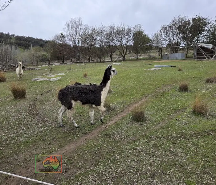 Choice of 4 Alpaca Wethers - photo 5