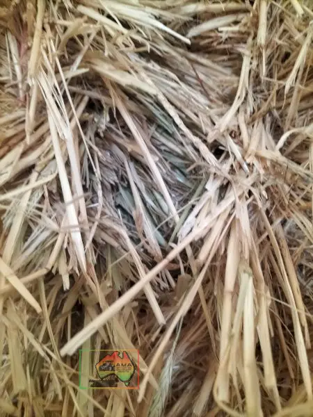 42 Bales of 8x4x3 Wheaten Hay ($/Bale) - photo 2