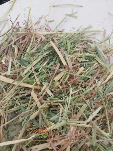 56 Rolls of 5x4 Oaten Hay ($/roll) - photo 4