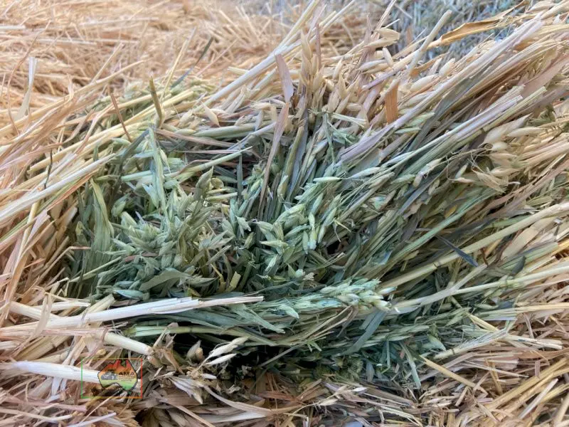 8x4x3 New Season Oaten Hay ($/Bale) - photo 2