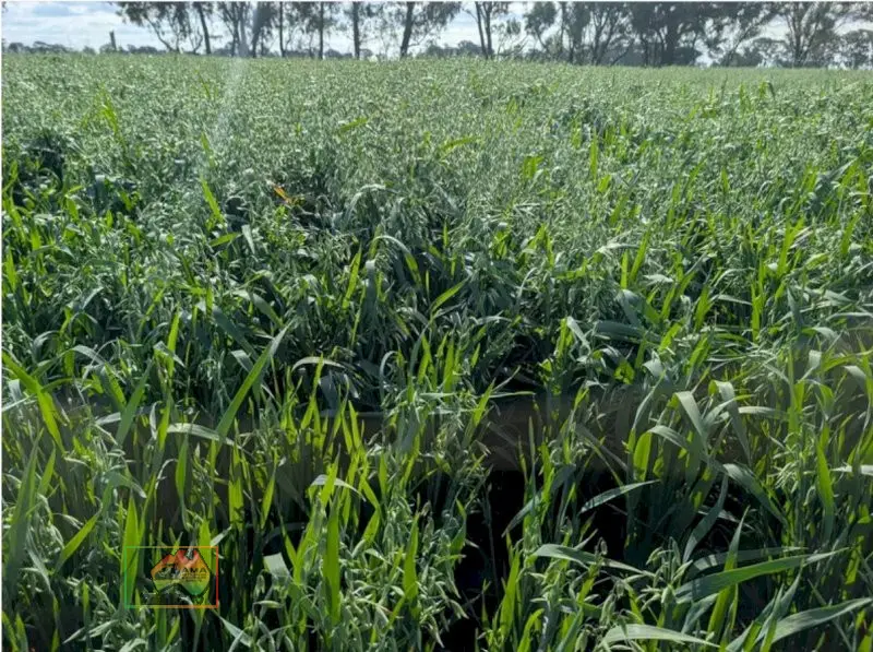 Top of Stack HDP Oaten Straw (Header Tailings) - photo 4