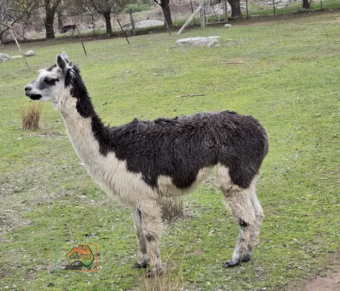 Choice of 4 Alpaca Wethers - photo 1