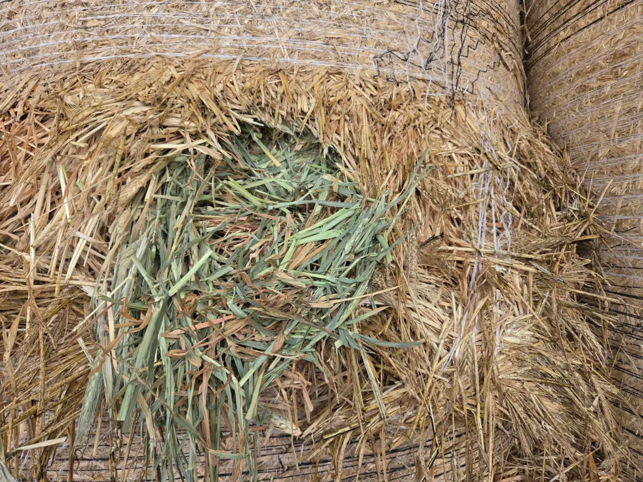 5x4 Rolls of Quality Wheaten Hay - photo 5
