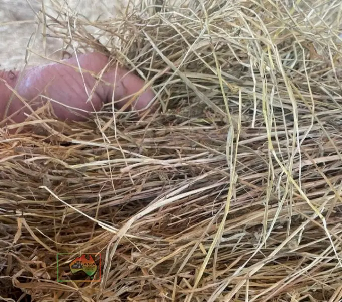 41x Big Squares Quality Pasture Hay - photo 3