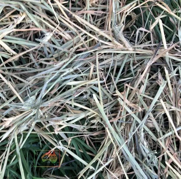 50 Rolls of 5x4 Wheaten Hay ($/roll) - photo 2
