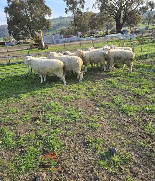 Choice of 10 Stud Bred White Suffolk Rams - photo 2