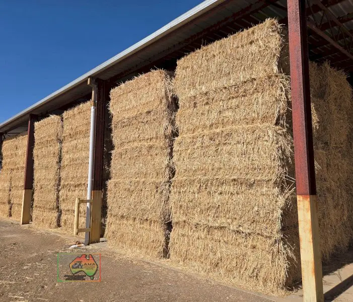 42 Bales of 8x4x3Oaten/Lucerne Hay ($/bale) - photo 1