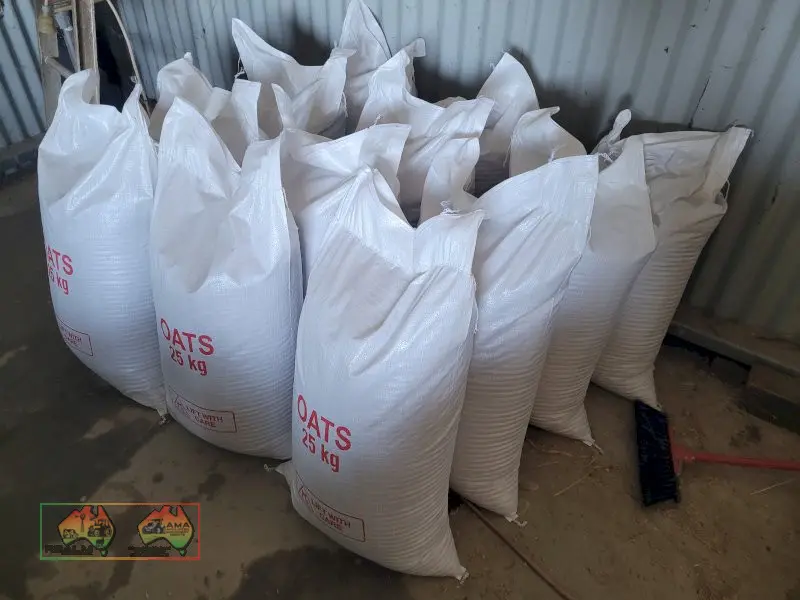 Winteroo Seed Oats (25x 25Kg Bags) - ($/bag) - photo 4