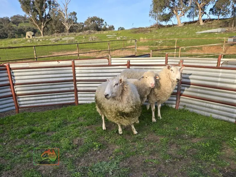Choice of 2 Stud Bred Border Leicester Rams - photo 2