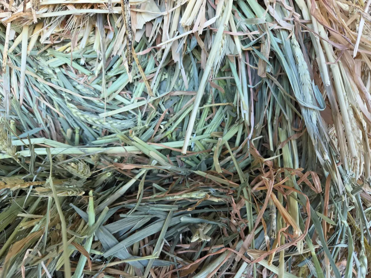 5x4 Rolls of Quality Wheaten Hay - photo 4