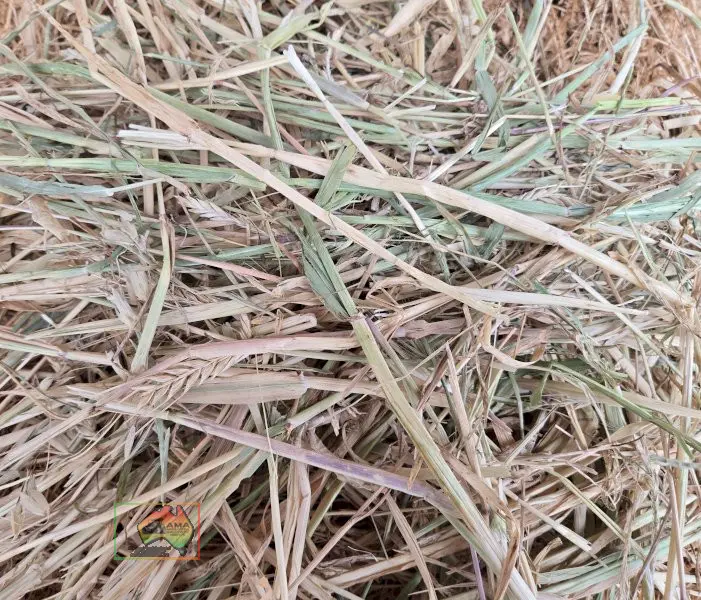 Rolls of 4x4 Rye & Barley Hay ($/Roll) - photo 4