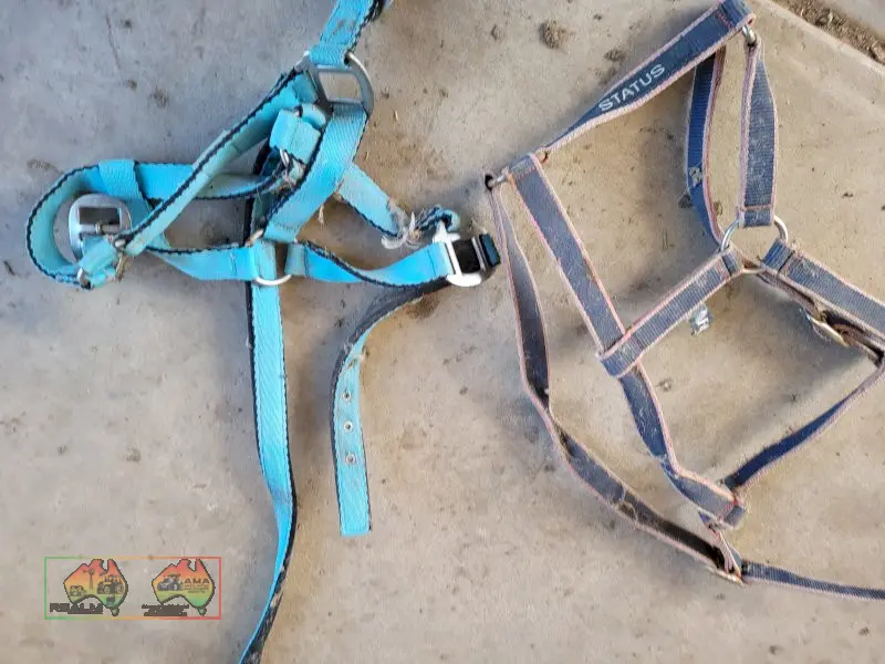 2x Head Halters - photo 1