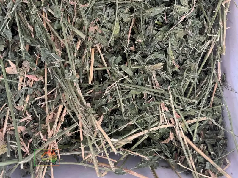 Quality 3rd Cut Irrigated Lucerne ($/bale) - photo 2