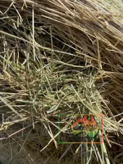 5x4 Rolls of Oats & Rye (REDUCED) - photo 3