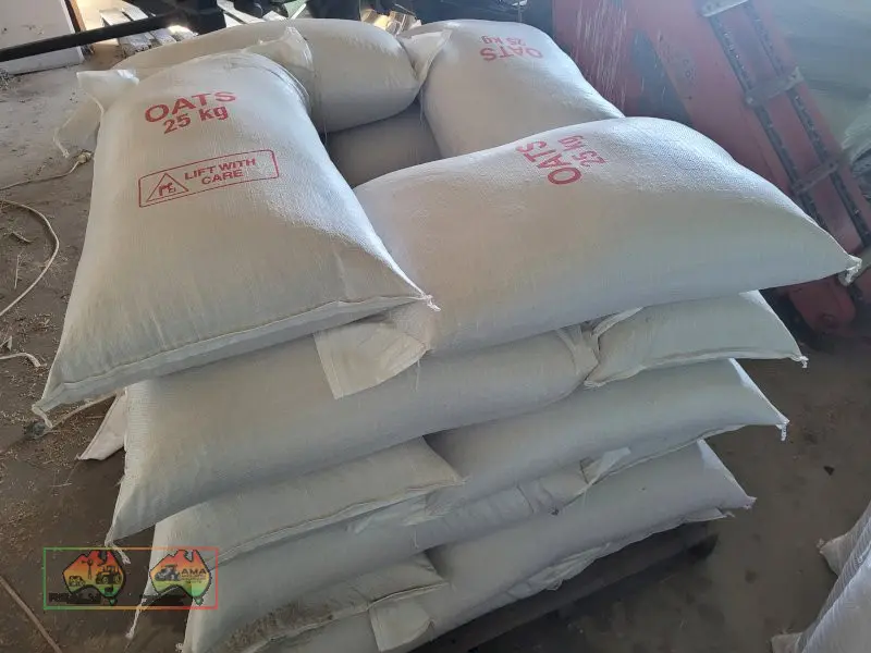 Winteroo Seed Oats (25x 25Kg Bags) - ($/bag) - photo 6