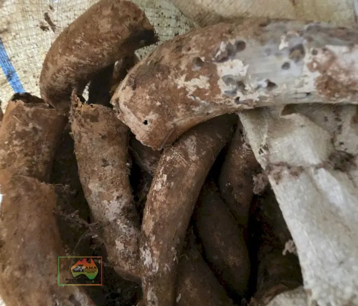 Bag of Cow Horns - photo 2