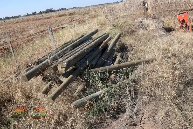 30+ Pine Posts - photo 2
