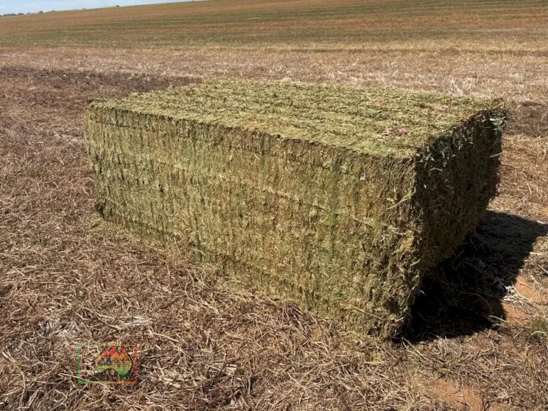 64 Bales of 8x4x3 Vetch Hay ($/Bale) - photo 2