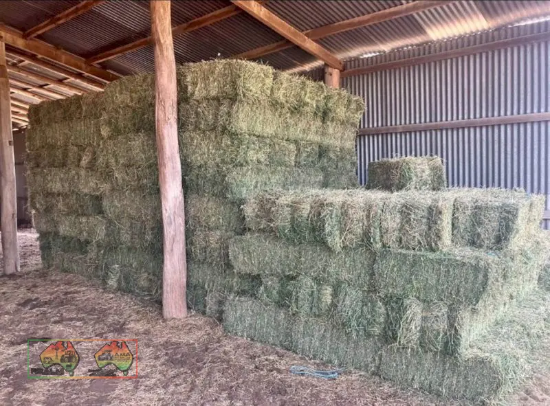 Small Square Lucerne Bales - Second Cut $22 each - photo 1