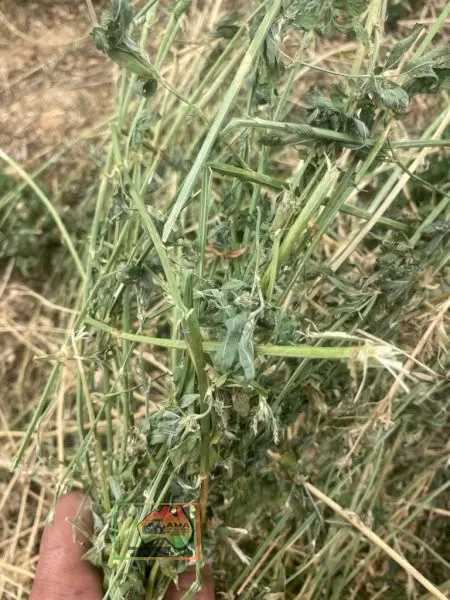 Rolls of Pure Lucerne Hay ($/Bale) - photo 2