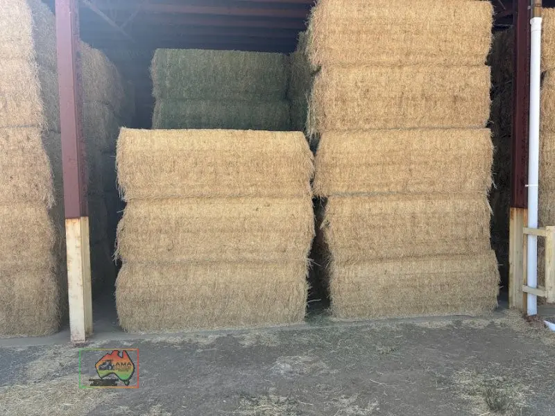41x Big Squares Premium Lucerne - photo 1